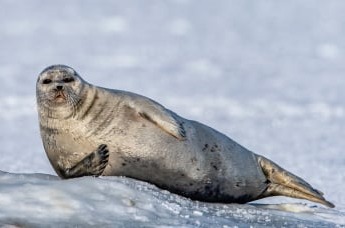 3 cime lavaredo Svalbard
